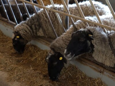 Po dobar kiseljak, pogaču i ovcu ide se u srce BiH