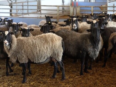 Po dobar kiseljak, pogaču i ovcu ide se u srce BiH