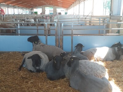 Po dobar kiseljak, pogaču i ovcu ide se u srce BiH