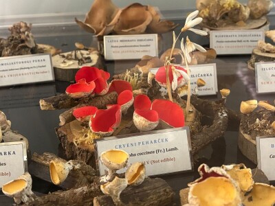 Po pitanju očuvanja Muzeja gljiva svi se prave gljivama