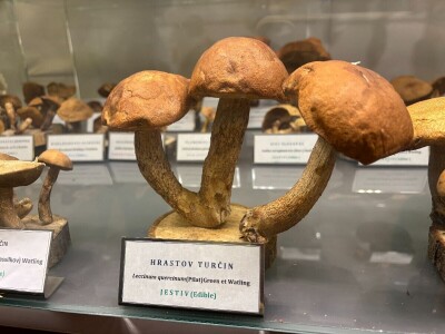 Po pitanju očuvanja Muzeja gljiva svi se prave gljivama