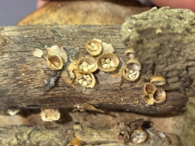 Po pitanju očuvanja Muzeja gljiva svi se prave gljivama