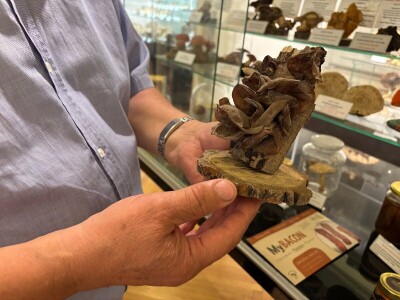 Po pitanju očuvanja Muzeja gljiva svi se prave gljivama