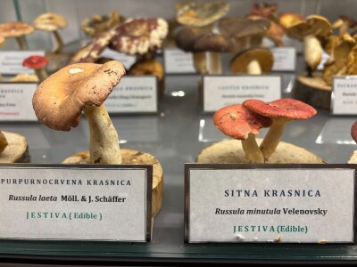 Po pitanju očuvanja Muzeja gljiva svi se prave gljivama