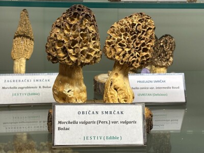 Po pitanju očuvanja Muzeja gljiva svi se prave gljivama