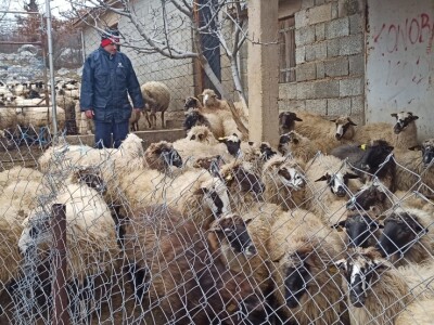 Pobuna stočara na Svilaji
