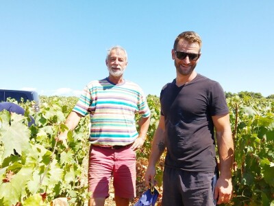 POČELA BERBA GROŽĐA - Adam Kromer iz Zmajevca predvodi berbu u Kraljevskim vinogradima