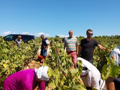 POČELA BERBA GROŽĐA - Adam Kromer iz Zmajevca predvodi berbu u Kraljevskim vinogradima
