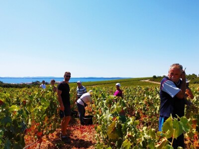 POČELA BERBA GROŽĐA - Adam Kromer iz Zmajevca predvodi berbu u Kraljevskim vinogradima