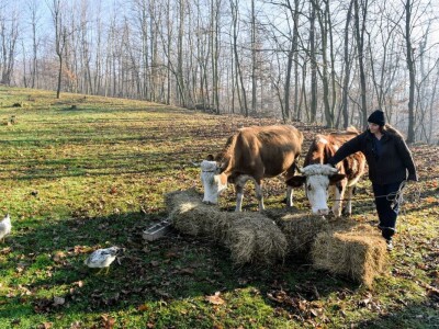 Počeli sa jednom kozom i korak po korak došli do farme: Porodica Tripić iz Banjaluke nadomak grada uživa u zdravim ekološkim proizvodima