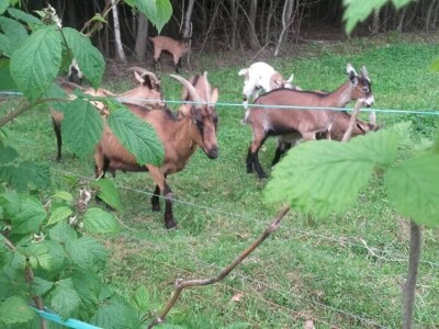 Počeli sa jednom kozom i korak po korak došli do farme: Porodica Tripić iz Banjaluke nadomak grada uživa u zdravim ekološkim proizvodima