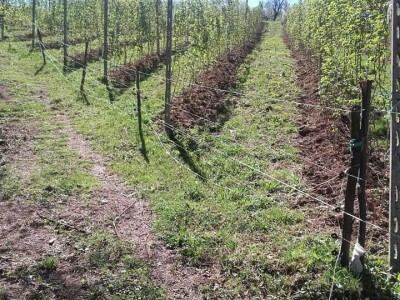 Počeli sa jednom kozom i korak po korak došli do farme: Porodica Tripić iz Banjaluke nadomak grada uživa u zdravim ekološkim proizvodima