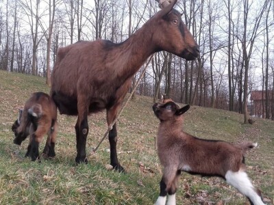 Počeli sa jednom kozom i korak po korak došli do farme: Porodica Tripić iz Banjaluke nadomak grada uživa u zdravim ekološkim proizvodima