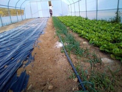 Počeli sa jednom kozom i korak po korak došli do farme: Porodica Tripić iz Banjaluke nadomak grada uživa u zdravim ekološkim proizvodima