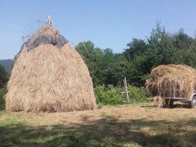 Počeli sa jednom kozom i korak po korak došli do farme: Porodica Tripić iz Banjaluke nadomak grada uživa u zdravim ekološkim proizvodima