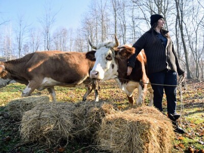 Počeli sa jednom kozom i korak po korak došli do farme: Porodica Tripić iz Banjaluke nadomak grada uživa u zdravim ekološkim proizvodima