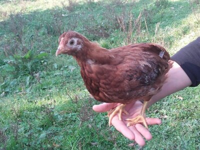 Počeli sa jednom kozom i korak po korak došli do farme: Porodica Tripić iz Banjaluke nadomak grada uživa u zdravim ekološkim proizvodima