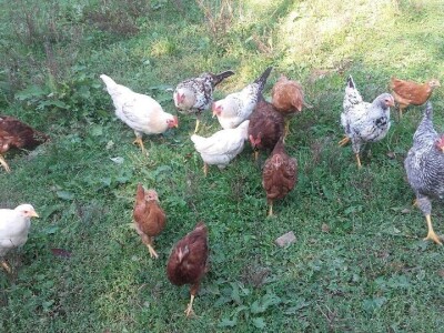 Počeli sa jednom kozom i korak po korak došli do farme: Porodica Tripić iz Banjaluke nadomak grada uživa u zdravim ekološkim proizvodima