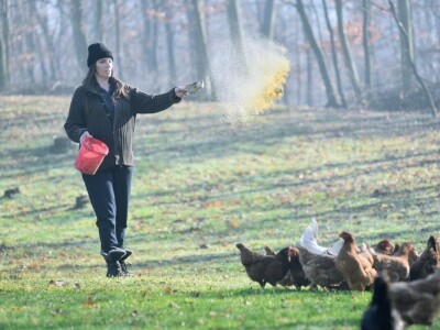 Počeli sa jednom kozom i korak po korak došli do farme: Porodica Tripić iz Banjaluke nadomak grada uživa u zdravim ekološkim proizvodima