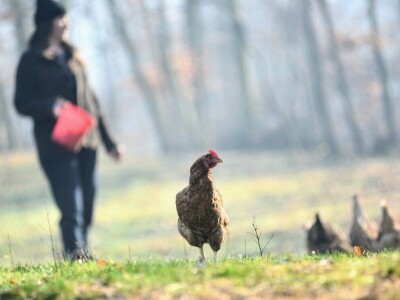 Počeli sa jednom kozom i korak po korak došli do farme: Porodica Tripić iz Banjaluke nadomak grada uživa u zdravim ekološkim proizvodima