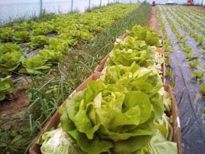 Počeli sa jednom kozom i korak po korak došli do farme: Porodica Tripić iz Banjaluke nadomak grada uživa u zdravim ekološkim proizvodima