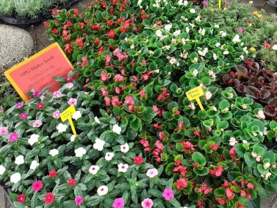 Počeo Floraart