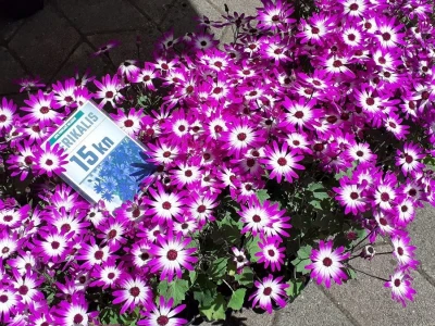 Počeo Floraart