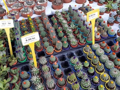 Počeo Floraart
