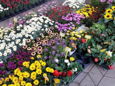 Počeo Floraart