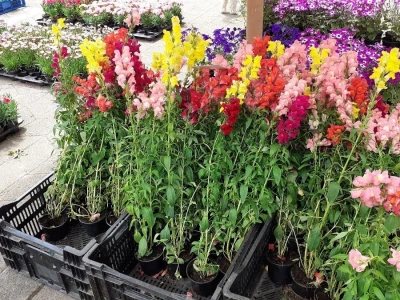 Počeo Floraart