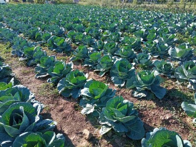 Počeo sijati kupus iz hobija, danas ne može proizvesti koliko kupci traže