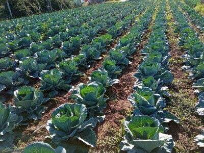 Počeo sijati kupus iz hobija, danas ne može proizvesti koliko kupci traže