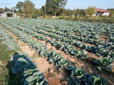 Počeo sijati kupus iz hobija, danas ne može proizvesti koliko kupci traže