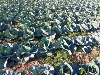 Počeo sijati kupus iz hobija, danas ne može proizvesti koliko kupci traže