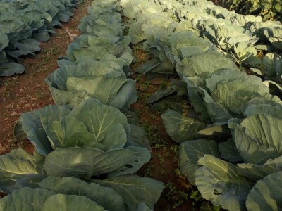 Počeo sijati kupus iz hobija, danas ne može proizvesti koliko kupci traže