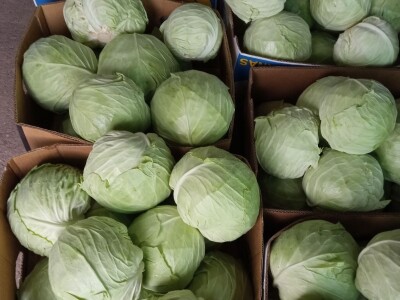 Počeo sijati kupus iz hobija, danas ne može proizvesti koliko kupci traže