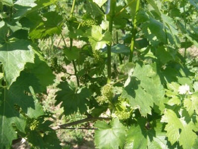 Početak cvatnje graševine