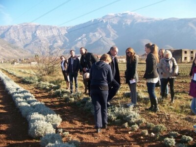 Početni koraci u uzgoju smilja na području Kaštel Žegarski kod Obrovca nadomak rijek Zrmanje
