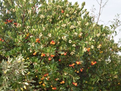 POČINJE SEZONA PLODOVA PLANIKE - Magunje ukusne, ljekovite i - opasne!