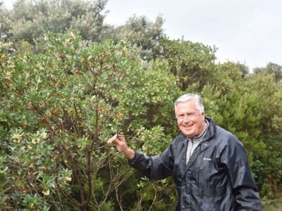 POČINJE SEZONA PLODOVA PLANIKE - Magunje ukusne, ljekovite i - opasne!