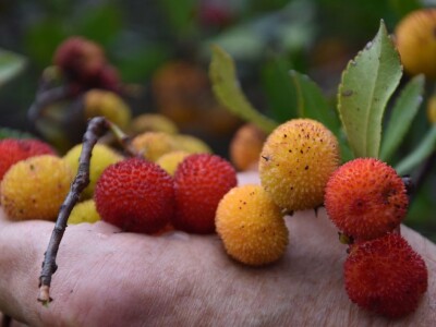 POČINJE SEZONA PLODOVA PLANIKE - Magunje ukusne, ljekovite i - opasne!