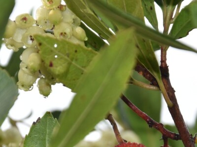 POČINJE SEZONA PLODOVA PLANIKE - Magunje ukusne, ljekovite i - opasne!