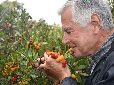 POČINJE SEZONA PLODOVA PLANIKE - Magunje ukusne, ljekovite i - opasne!