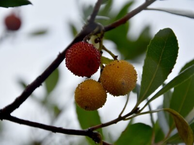POČINJE SEZONA PLODOVA PLANIKE - Magunje ukusne, ljekovite i - opasne!