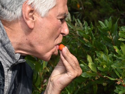 POČINJE SEZONA PLODOVA PLANIKE - Magunje ukusne, ljekovite i - opasne!