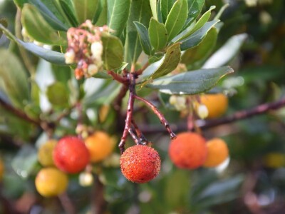 POČINJE SEZONA PLODOVA PLANIKE - Magunje ukusne, ljekovite i - opasne!