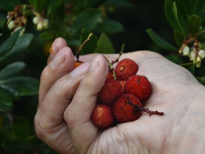 POČINJE SEZONA PLODOVA PLANIKE - Magunje ukusne, ljekovite i - opasne!