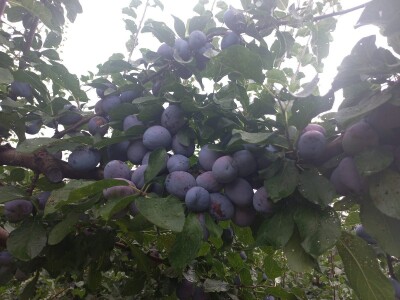 Počinje zrenje šljive