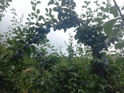 Počinje zrenje šljive