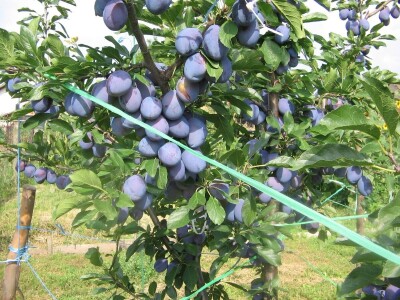 Počinje zrenje šljive